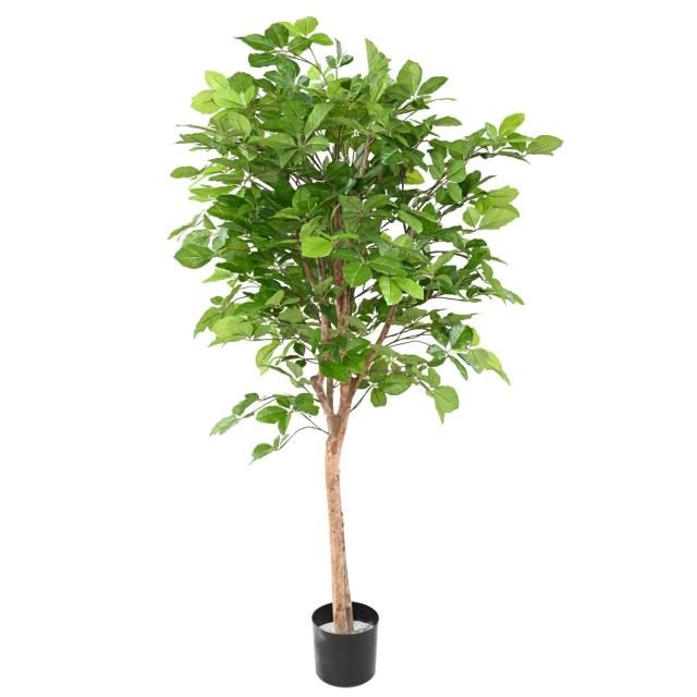Hêtre décoratif Grandifolia, 160 cm — silhouette végétale