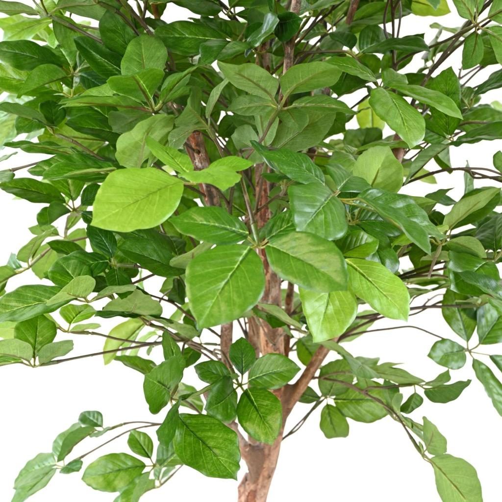 Hêtre décoratif Grandifolia, 160 cm — photographie complémentaire