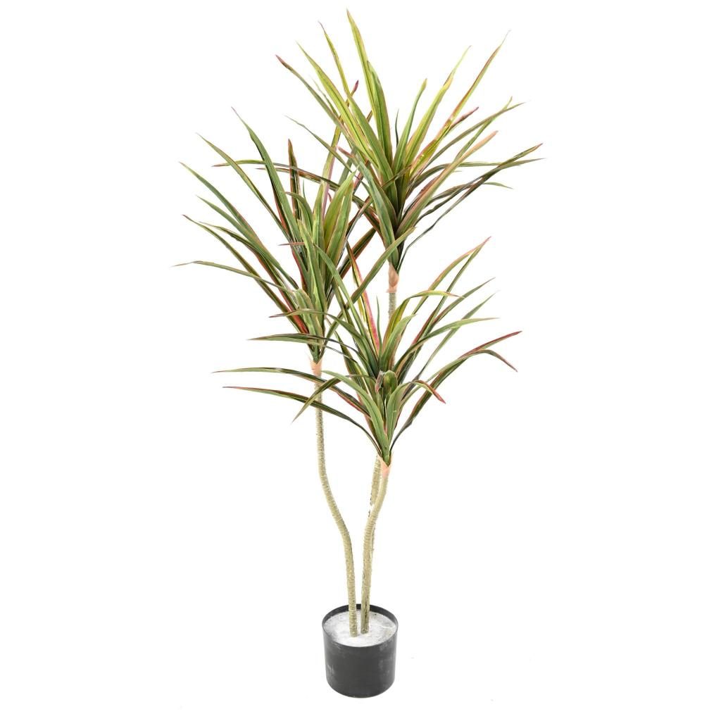 Dracaena décoratif à cinq têtes, 190 cm — photographie complémentaire