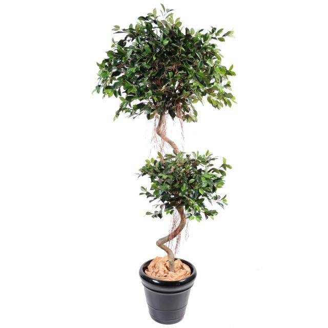 Ficus décoratif à deux couronnes spiralées, 185 cm — silhouette végétale